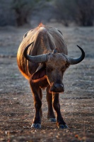 Buvol africky - Syncerus caffer - African Buffalo o0616